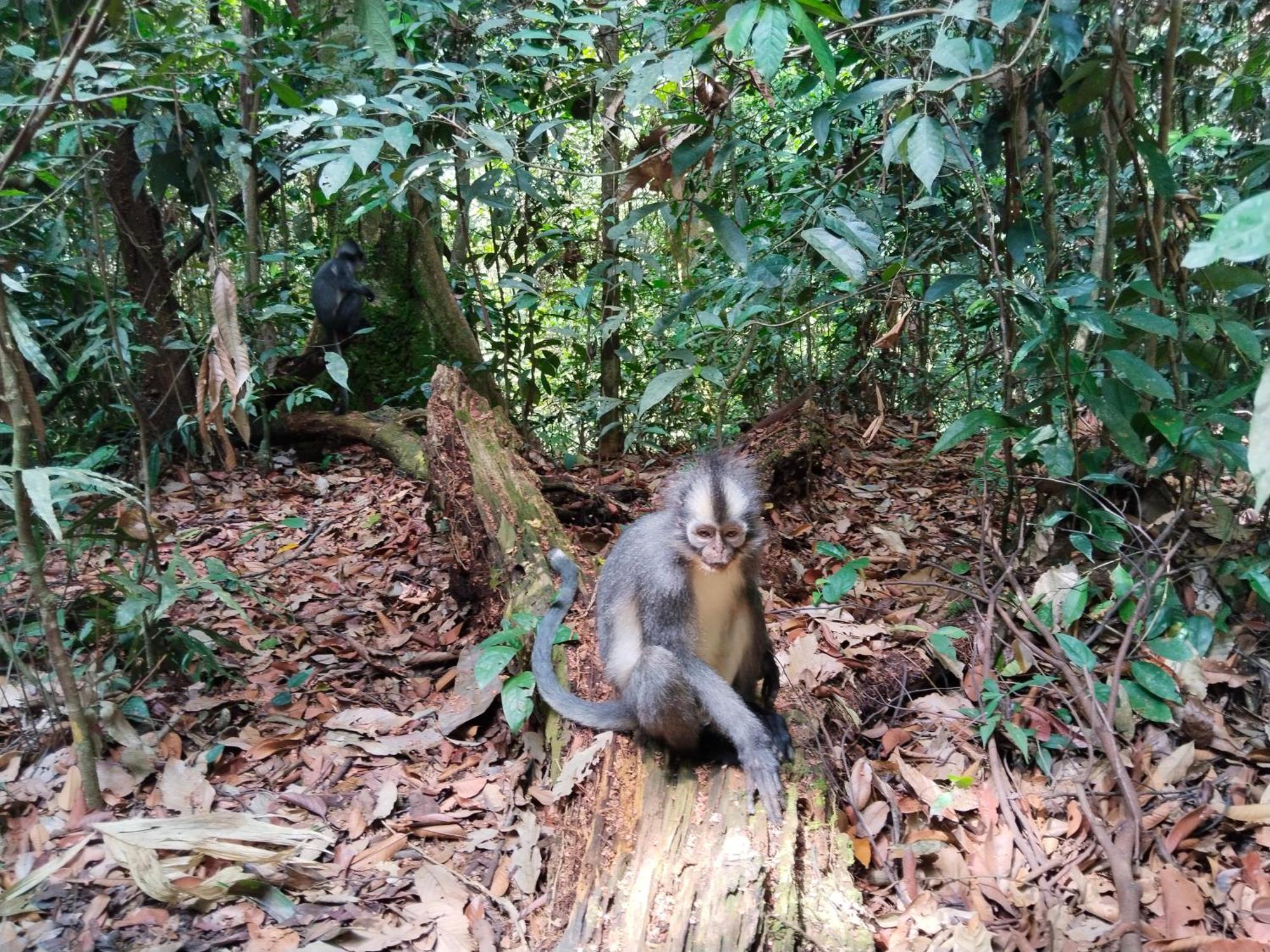 Jhony'S Backpacker-Guest House Only Stay Here Book Treking With Us Bukit Lawang Luaran gambar